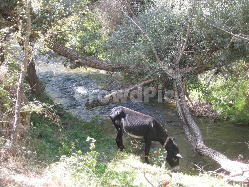 water,물,nature,자연,outdoors,옥외,계곡,당나귀,나귀,donkey