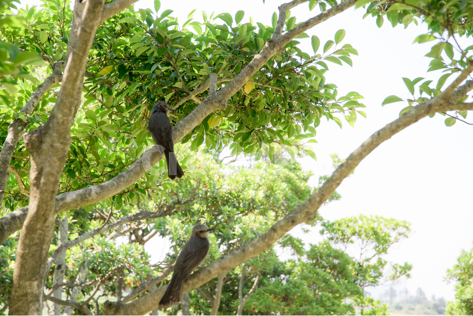 공원,나무,녹색,조류,한쌍,동물,animal,조류,새,birds