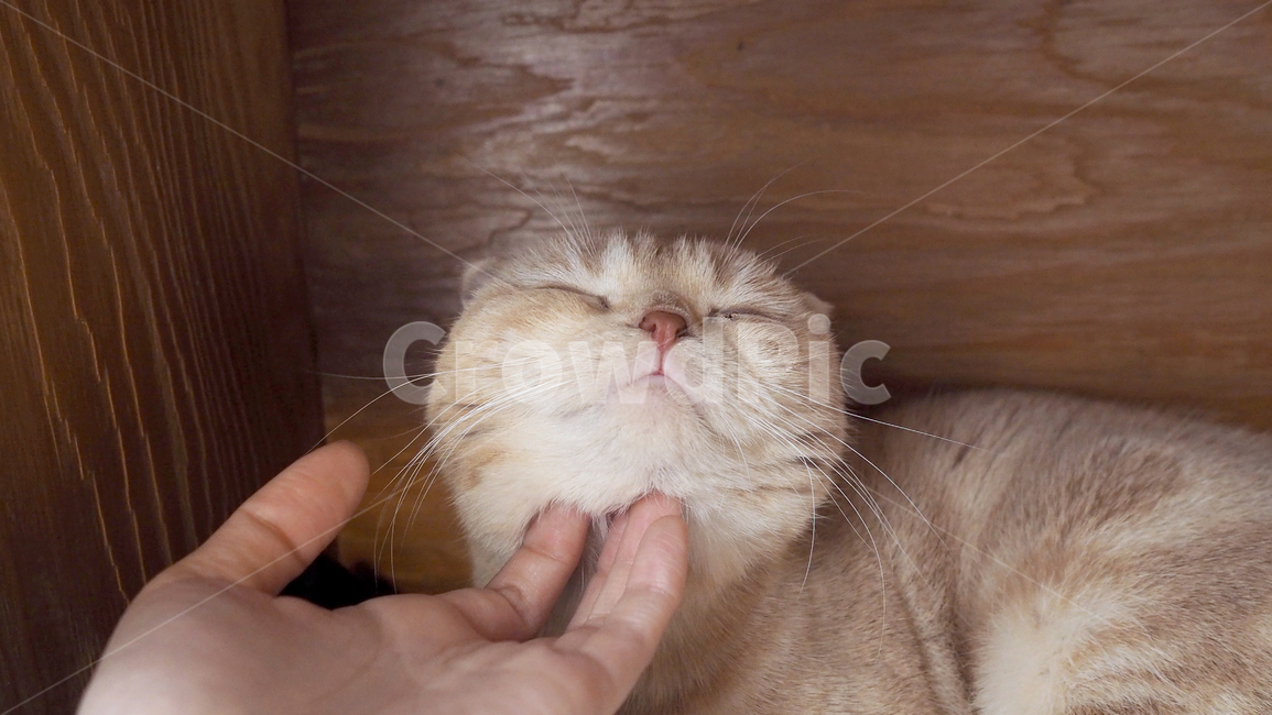 고양이,cat,동물,포유류,감성,코리안숏헤어,아련,귀여움,animal,스코티쉬폴드,스코티시폴드,동물,animal,포유류,mammal,고양이,cat,kitten,kitty