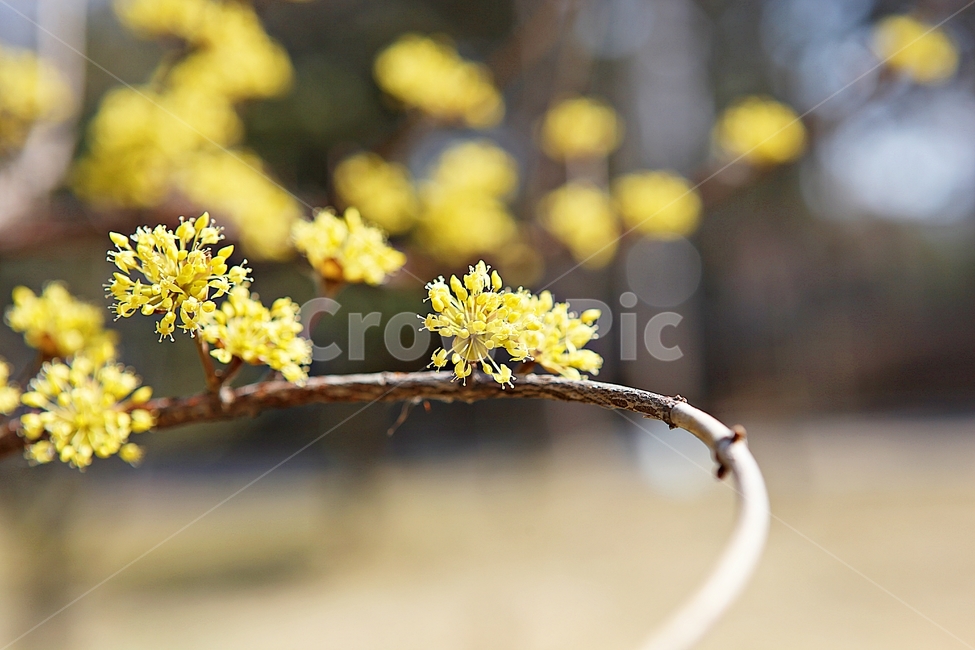 산수유,꽃,봄꽃,봄,꽃잎,식물,자연,봄,계절,spring,season