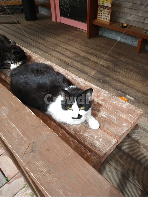 고양이,턱시도,턱시도고양이,wood,나무