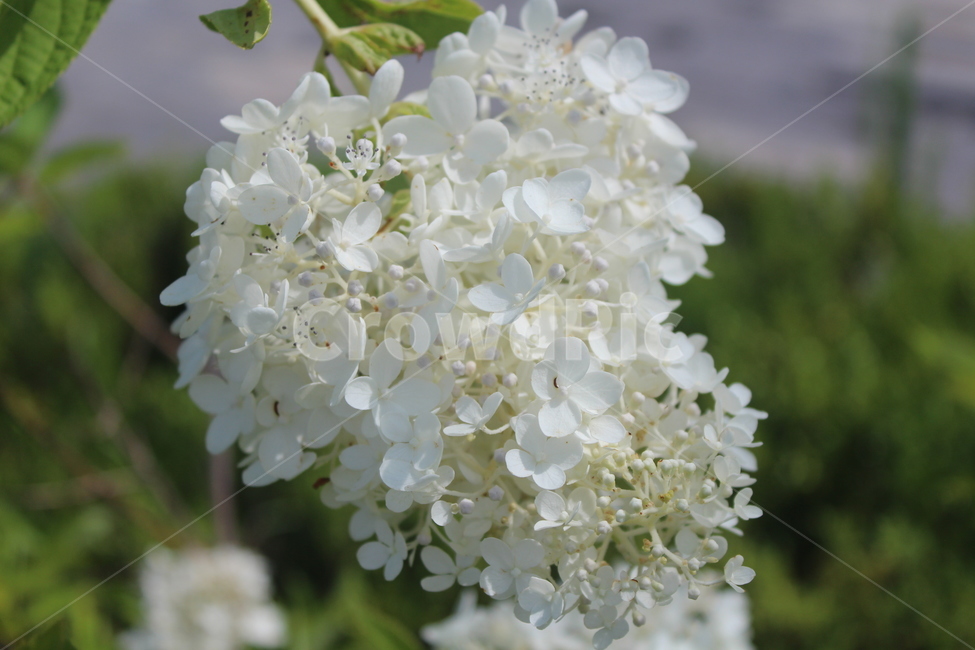 흰색,흰꽃,white,flower,꽃