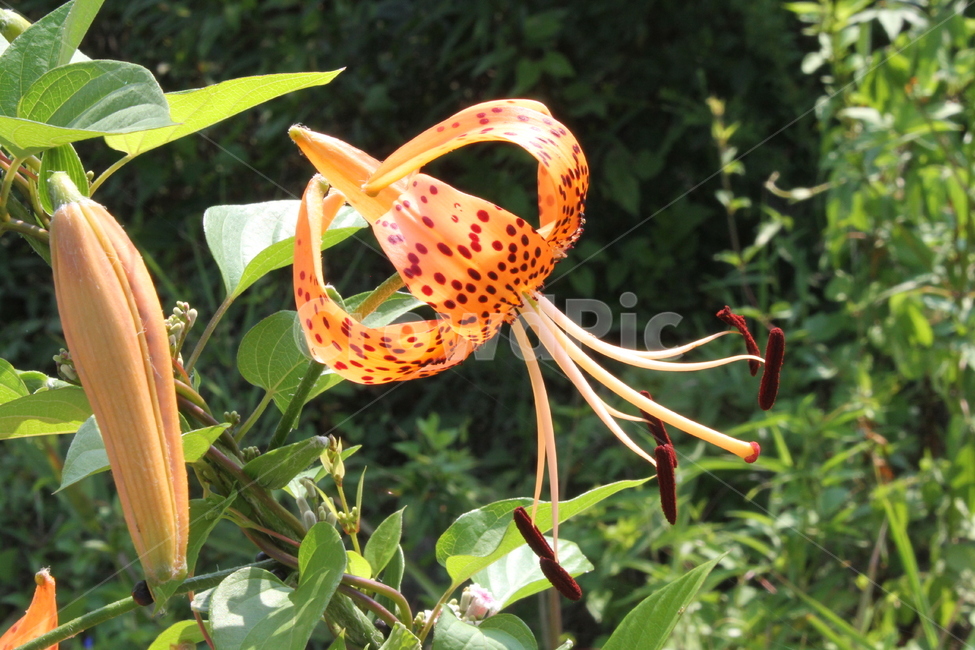 꽃,나리,참나리,야생화,Liliumtigrinum,백합,식물,자연,plants,nature,꽃,flower