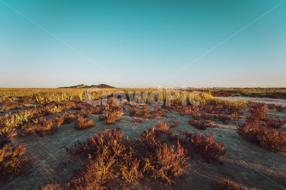 수섬,일출,자연,식물,화성,자연,풍경,nature,landscape,land,땅,outdoors,옥외
