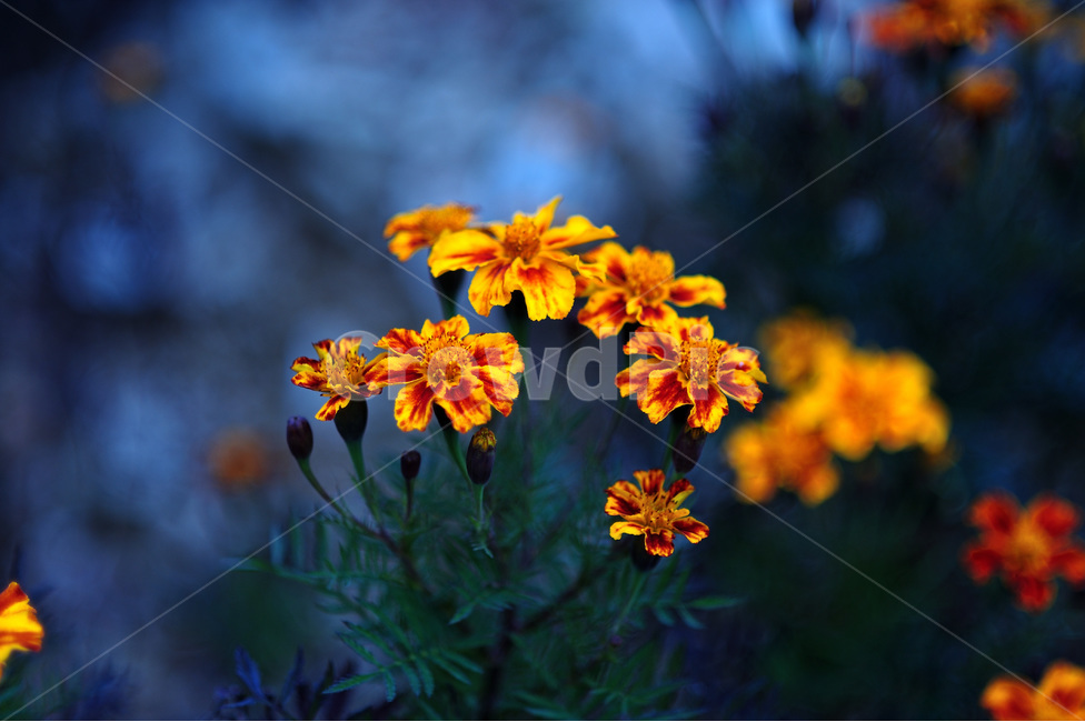 길가에핀,가을,국화,금계국,단풀,식물,자연,plants,nature,꽃,flower