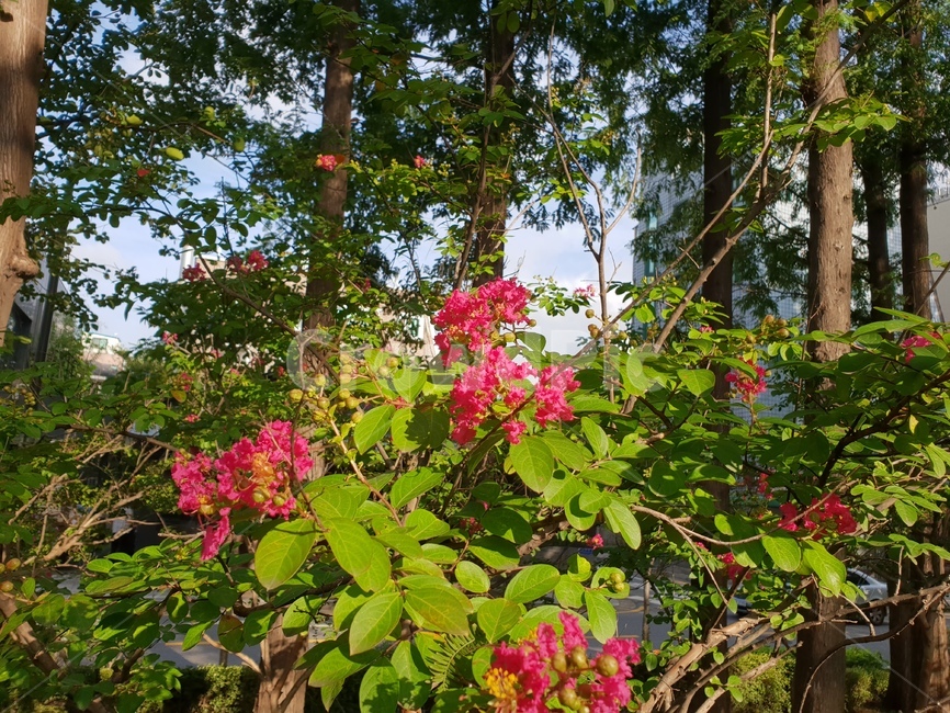 숲,꽃,산책,쉼,힐링,햇살,편안함,다홍,식물,자연,plants,nature,꽃,flower