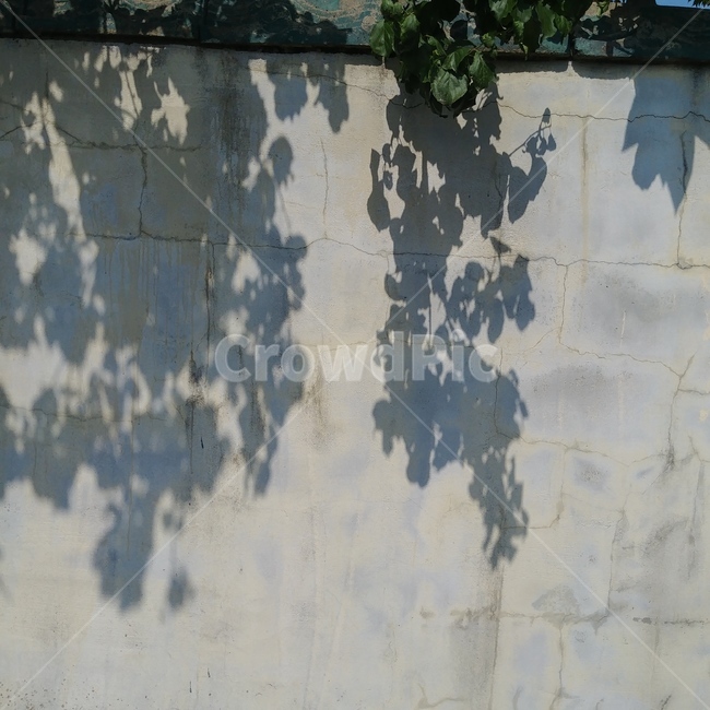 그림자,빛,담벼락,나뭇잎,그늘,감성,쾌청,맑음,light,shadow