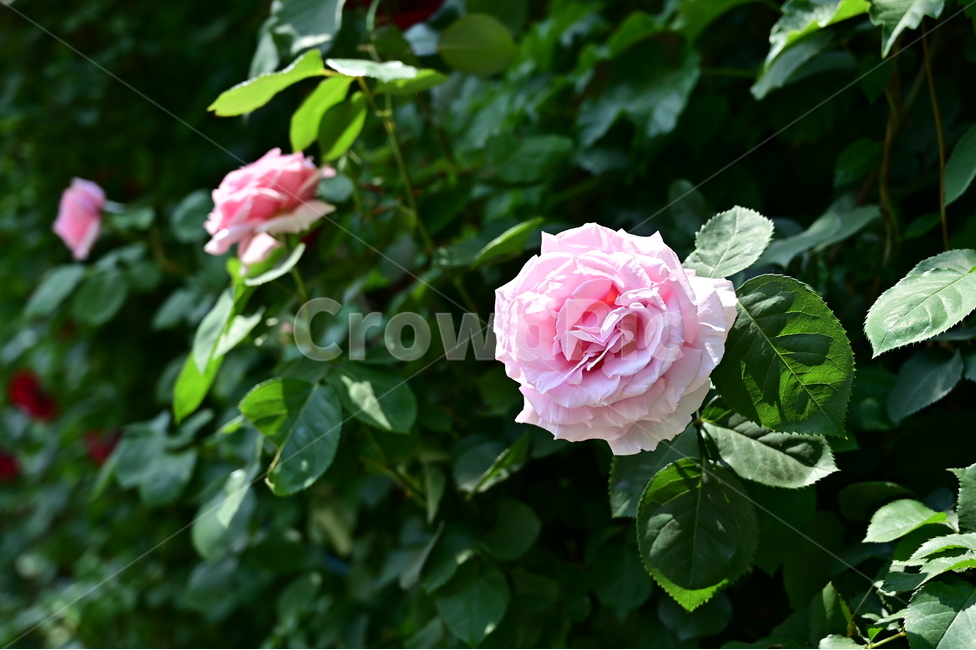 장미,꽃,rose,flower,들장미,분홍색장미,분홍색꽃,꽃다발