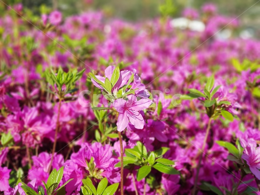 철쭉,식물,plant,flower,꽃,blossom,철쭉축제,자연,진달래,식물,자연,plants,nature,꽃,flower