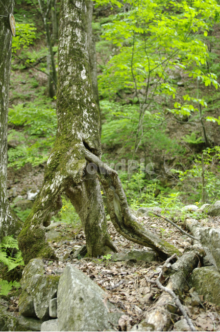 나무,식물,초록,풀,숲,자연,풍경,nature,landscape,plant,tree,tree trunk,나무 줄기