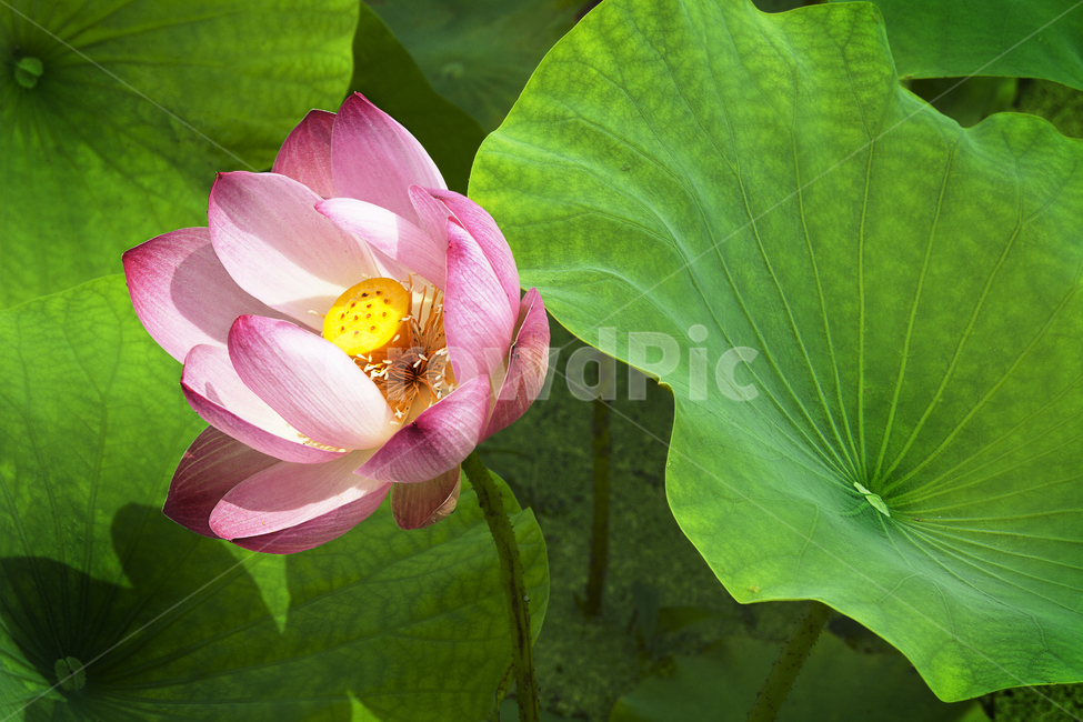 연꽃,연꽃잎,식물,꽃,녹색,lotus,plants,flower,green