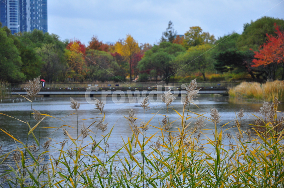 서울숲,호수,억새풀,갈대,단풍나무,은행나무,물,날씨,가을,Seoulforrest,lake,water,silvergrass,reed,maple,ginkgo,trees,leaves,autumn,가을,계절,fall,autumn,season,식물,자연,plants,nature,grass,잔디,plant,lawn,land,땅,outdoors,옥외