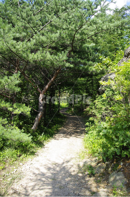 나무,식물,초록,여름,숲,자연,자연,풍경,nature,landscape
