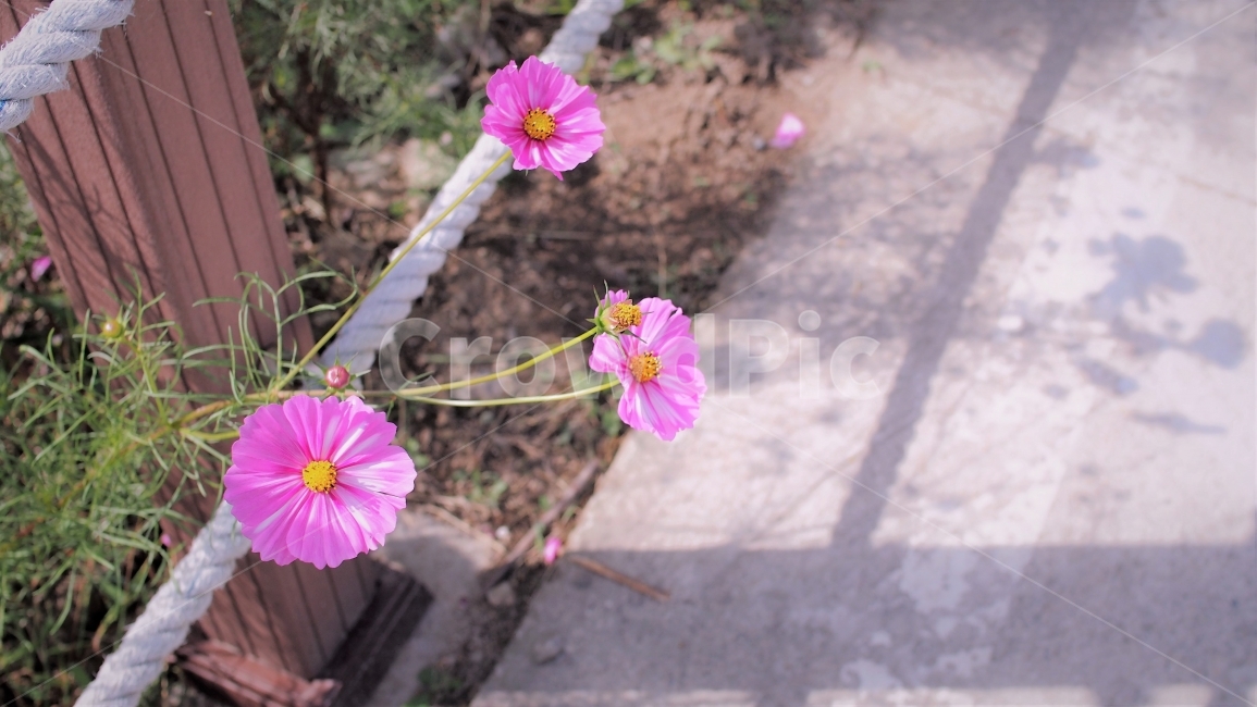 코스모스,꽃,꽃잎,분홍색,가을,cosmos,flower,autum,가을꽃,식물,자연,가을,계절,fall,autumn,season,식물,자연,plants,nature,꽃,flower,blossom,geranium,제라늄,plant