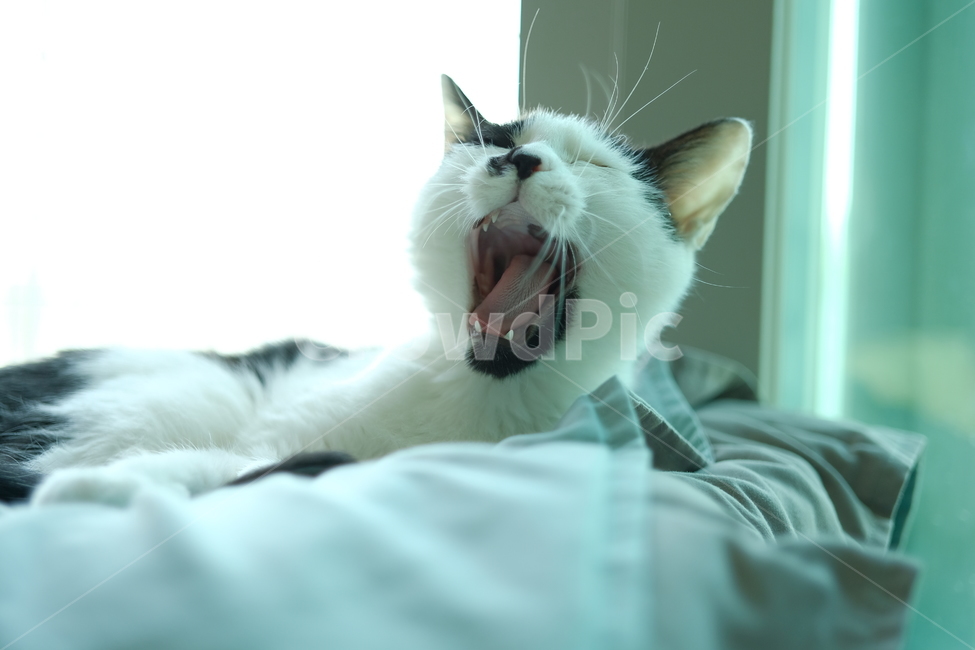 고양이,반려동물,cat,코숏,코리아숏헤어,동물,animal,포유류,mammal,고양이,cat,kitten,kitty