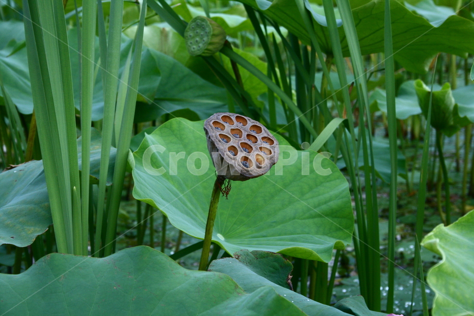 연꽃,연꽃씨,연자,연자방,연자육,수련과,수생식물,식물,자연,plants,nature,꽃,flower