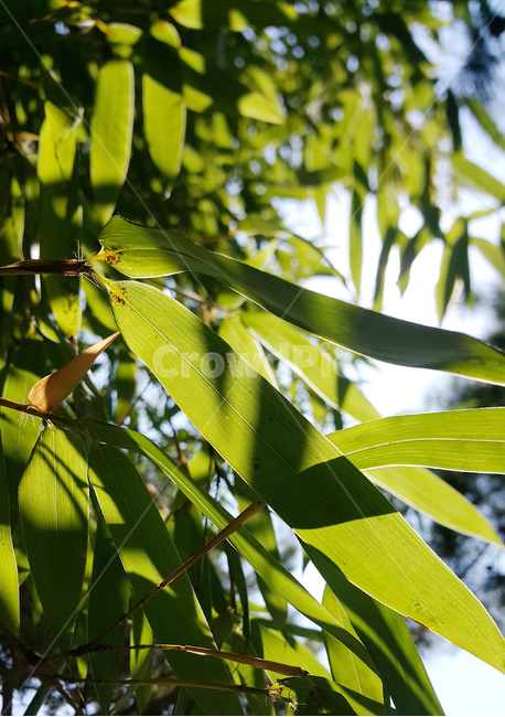 대나무,대나무잎,잎,햇살,빛,그림자,자연,식물,plant,leaf,sunshine,light,shadow,식물,자연,plants,nature