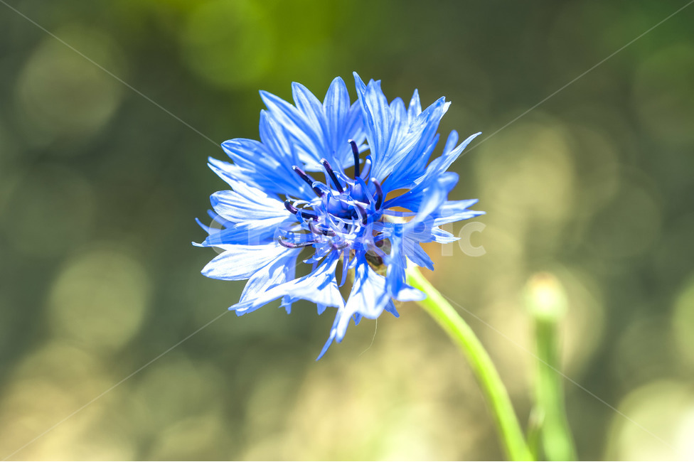 꽃,파란꽃,야생꽃,감성,식물,식물,자연,plants,nature,꽃,flower,색깔,색상,색채,색감,color sense,color sensitivity,feeling of color