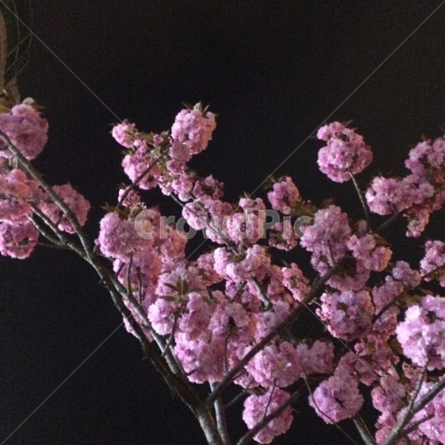 밤,밤하늘,꽃,핑크,봄,부케꽃,봄,계절,spring,season,식물,자연,plants,nature,꽃,flower,plant,blossom,cherry blossom,벚꽃