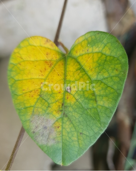 자연,가을,나뭇잎,단풍,잎,시골,식물,plant,leaf,가을,계절,fall,autumn,season,sport,스포츠,sports,tennis ball,테니스 공,ball,공,tennis,테니스,veins,정맥
