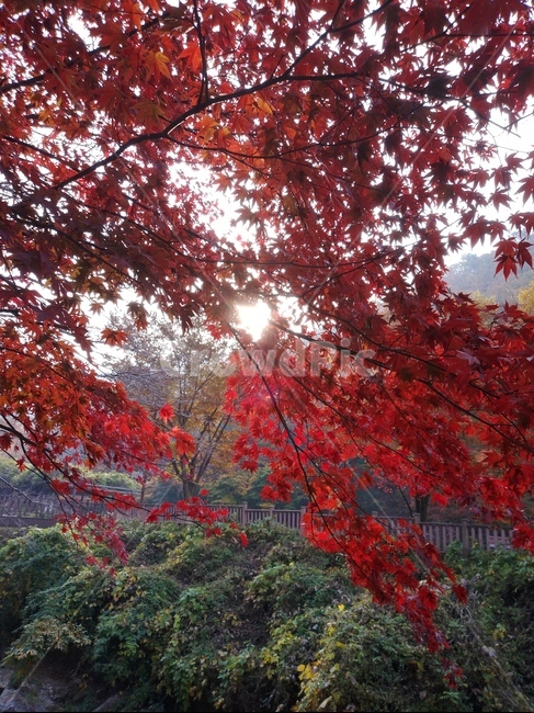 maple,단풍,소요산단풍,가을햇살,가을,만추