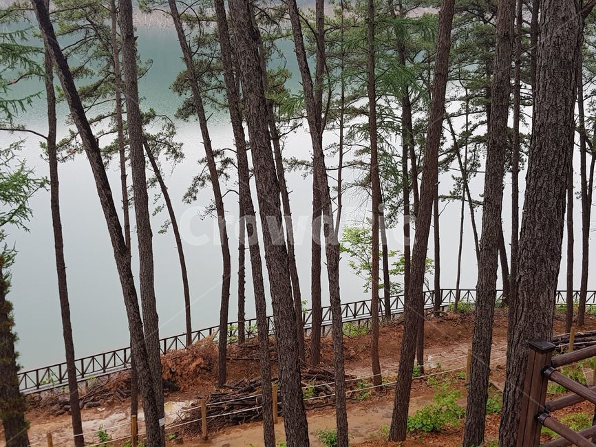 소나무,송림,나무,호수,산,숲,소나무숲,trees,mountain,woods,lake,tree
