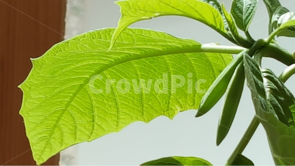 식물,천사의나팔,봄,연두색,자연,식물,자연,plants,nature