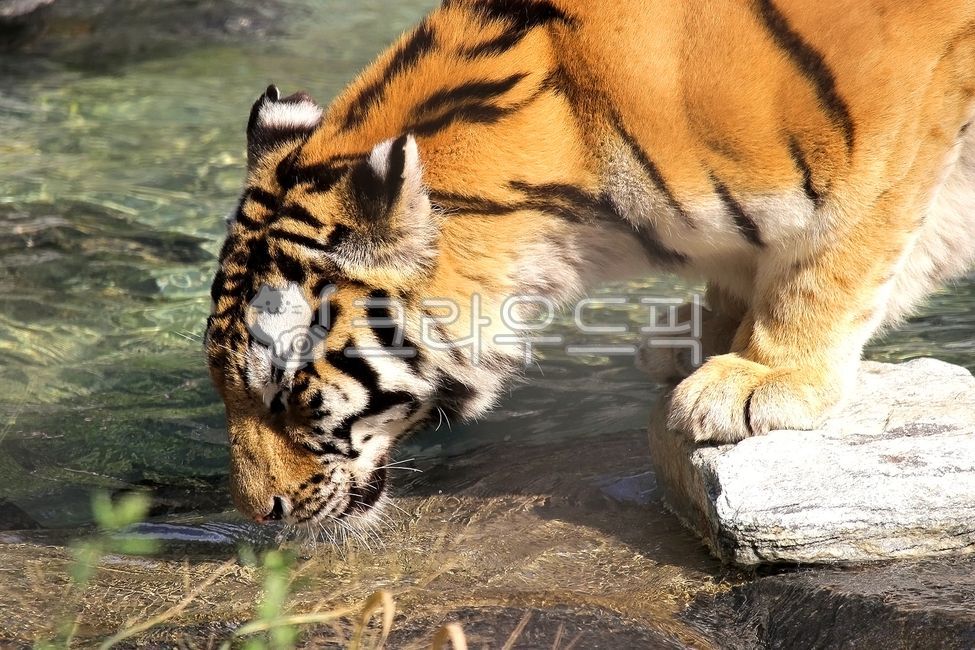 tiger,호랑이,wildlife,물먹는호랑이,야생동물,포유류,mammal,동물,animal