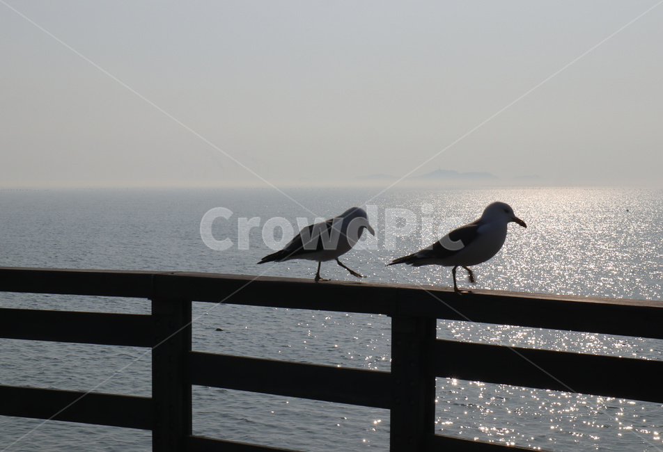 갈매기,새,조류,동물,한쌍,seagull,동물,animal,조류,새,birds