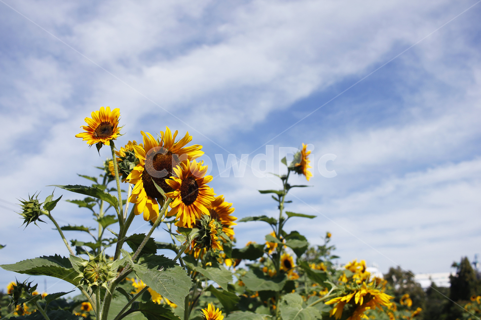 해바라기,하늘,꽃,flower,구름,plant,sunflower