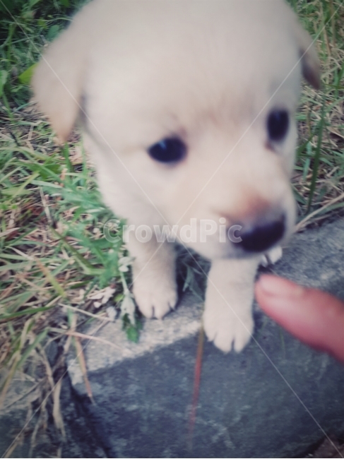 강아지,반려동물,새끼강아지,동물,멍멍이,동물,animal,포유류,mammal,개,강아지,dog,doggy