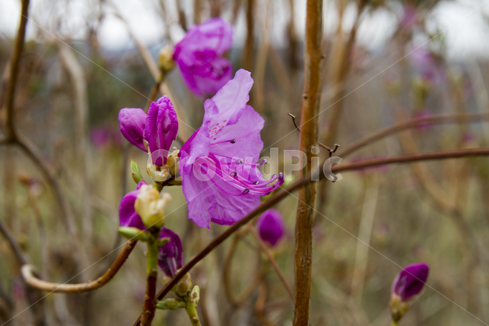 봄,배경,꽃,진달래,분홍,하늘,봉우리,줄기,자연,야외,공원,Spring,background,flowers,azalea,pink,sky,peak,stem,nature,outdoor,park,봄,계절,spring,season,식물,자연,plants,nature,꽃,flower,geranium,제라늄,plant,blossom,iris,아이리스