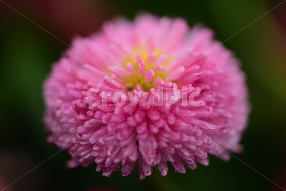 접사,꽃,동식물,식물원,수목원,정원,꽃밭,plant,식물,pollen,화분,식물,자연,plants,nature