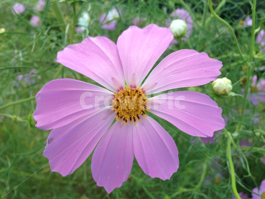 코스모스,가을꽃,꽃,식물,봄,plant,flowers,cosmos,spring,봄꽃,분홍꽃