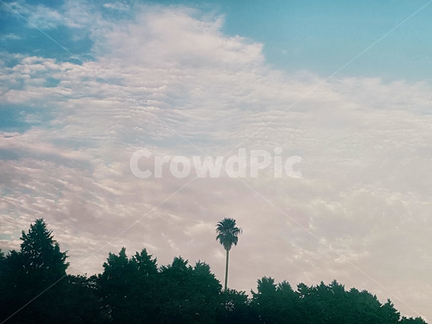 오후,감성,하늘,나무,자연,자연,풍경,nature,landscape,tree,plant,식물,weather,날씨,outdoors,옥외