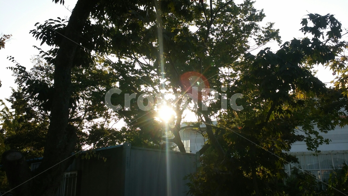 숲,햇빛,나무,감성,여명,자연,풍경,nature,landscape,light,빛,flare,플레어