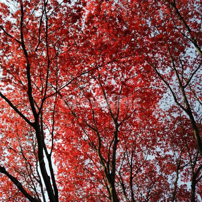 leaf,잎,plant,식물,tree,나무,단풍,maple,빨간나무,빨간색,red,빨강,가을,계절,fall,autumn,season,식물,자연,plants,nature,나무,trees,wood