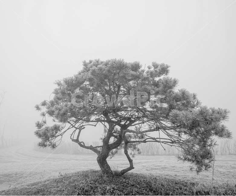 소나무,나무,식물,공원,솔,모노톤,흑백,식물,자연,plants,nature,나무,trees,wood,흑백,모노톤,monochrome,black and white