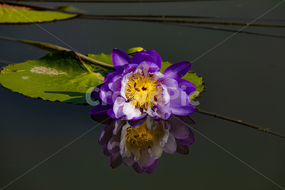 수련,에이트런스,청순,반영,연못,습지,연꽃,연,꽃,flower,식물,감성,수상식물,식물,자연,plants,nature