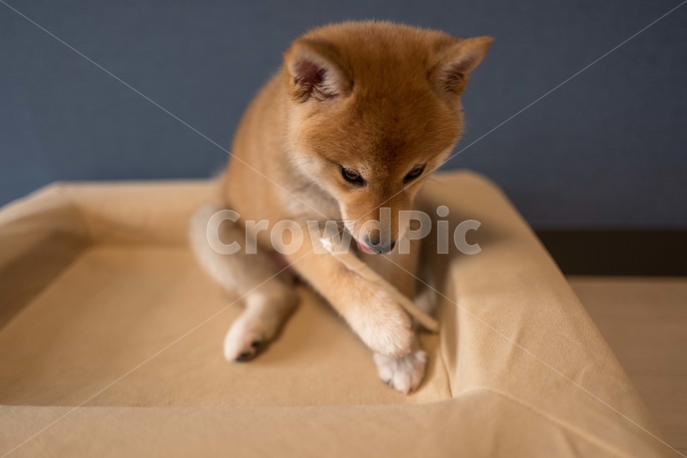 강아지,애견,반려견,시바이누,시바견,shibainu,동물,animal,포유류,mammal,개,강아지,dog,doggy