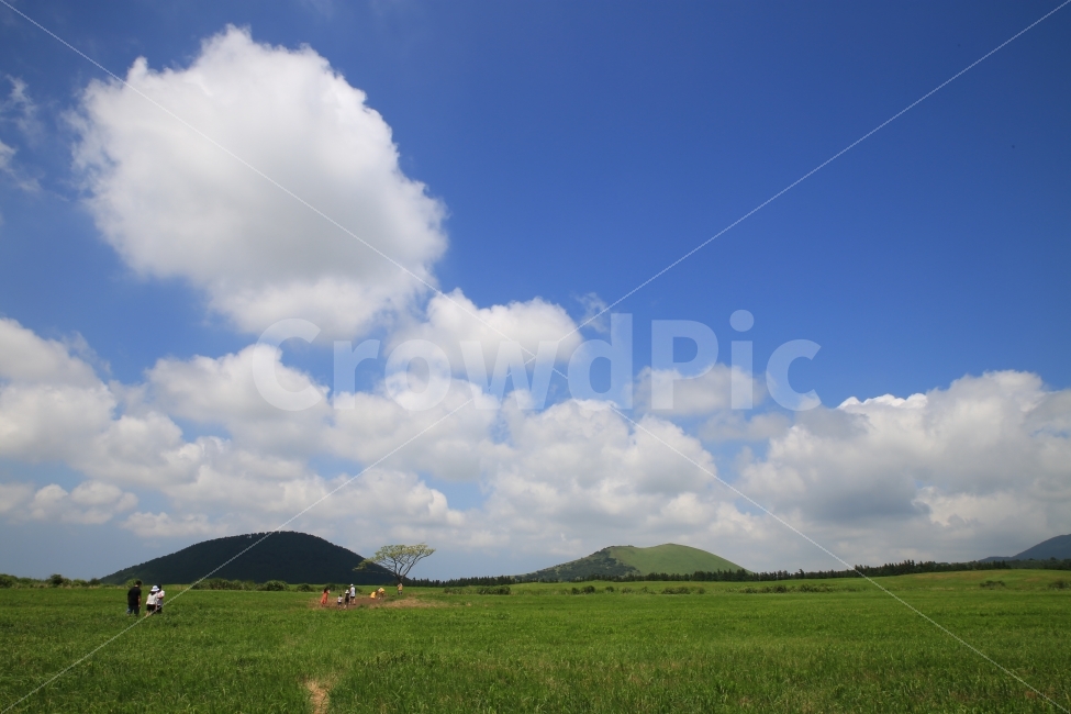하늘,구름,풍경,왕따나무,식물,제주,제주도,jeju,jejudo,외톨이나무,금악리,성이시돌목장,이시돌목장,새별오름,제주여행,제주풍경,일상,일상사진,여행사진,녹색,풀,오름,나무,자연,풍경,nature,landscape,제주도,jeju,jeju island,outdoors,옥외,grassland,목초지,field,들,person,사람,human,인간