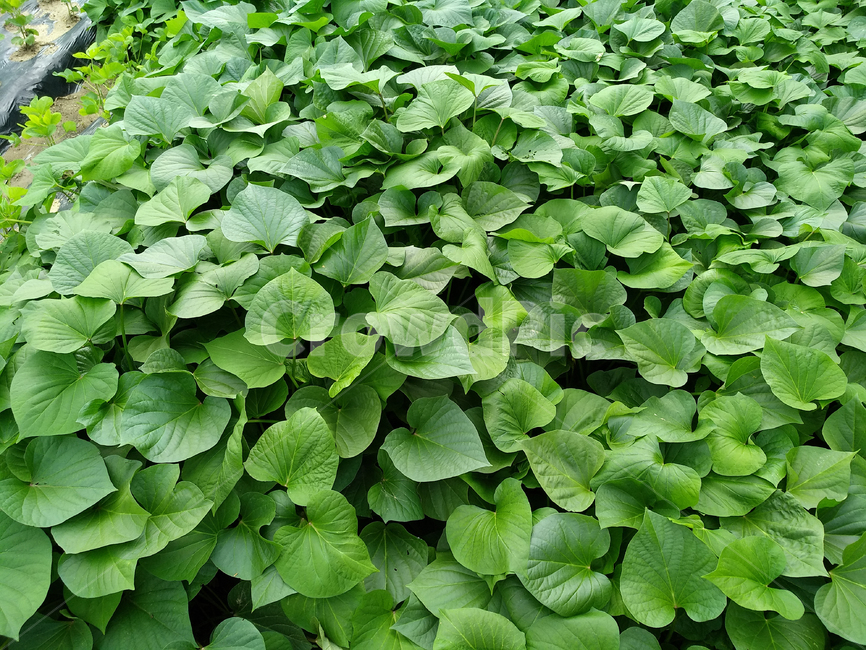 고구마,고구마잎,고구마줄기,농작물,고구마재배,나물,식물,자연,plants,nature,농업,농사,agriculture,farming,farming industry