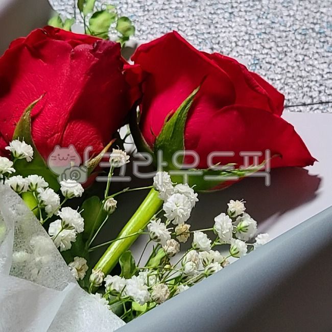 꽃,장미,안개꽃,꽃다발,식물,자연