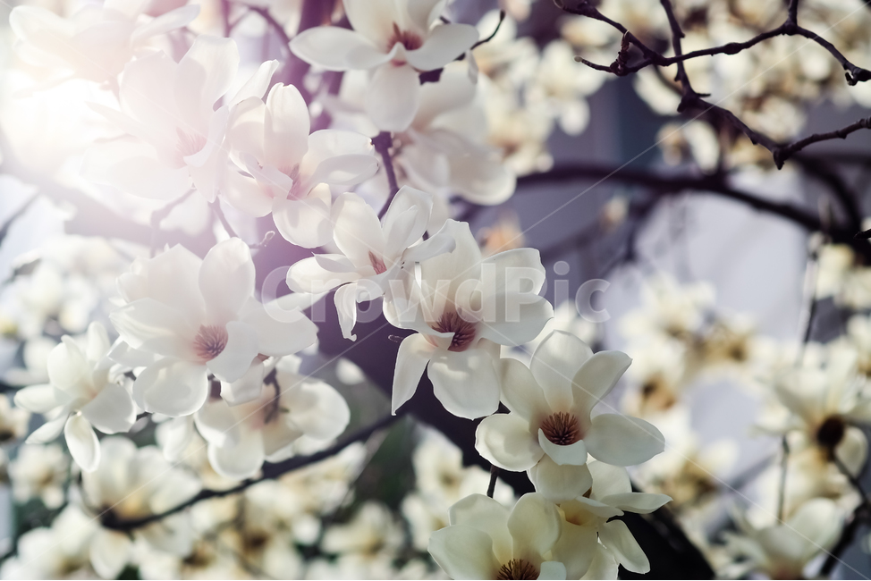 꽃,봄,겨울,목련,흰색,하얀색,밝음,빛,빛내림,맑음,행복,식물,자연,plants,nature,꽃,flower