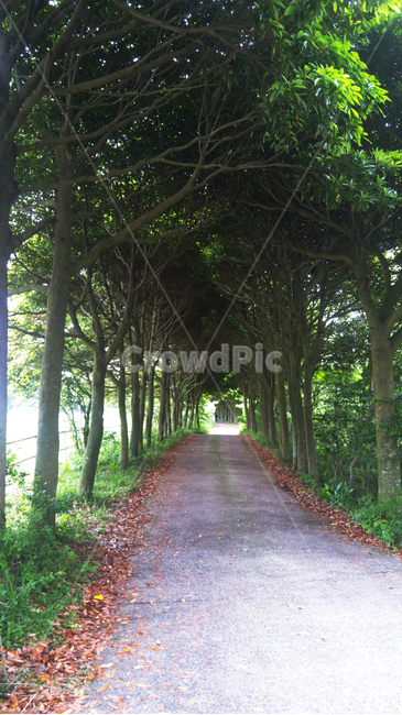 숲,산길,자연,초록,식물,제주,길,나무,등산,자연,풍경,nature,landscape,outdoors,옥외,garden,정원,arbour,정자
