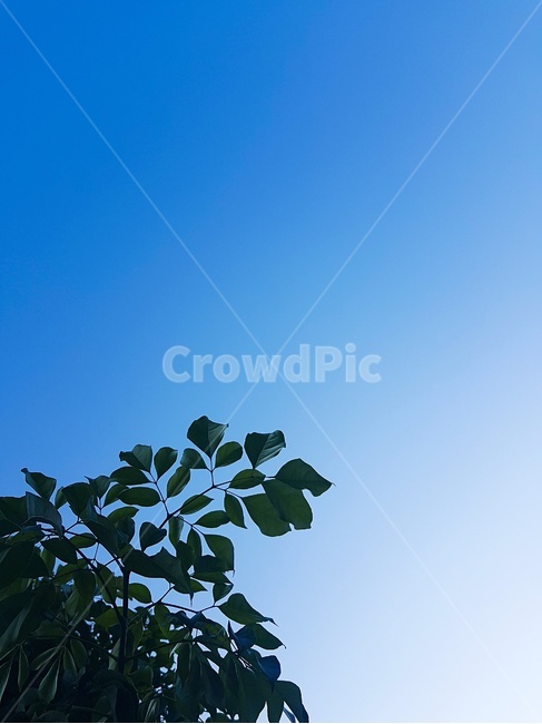 하늘,하늘색,나무,풀,숲,그라데이션,오후,맑음,식물,자연,plants,nature