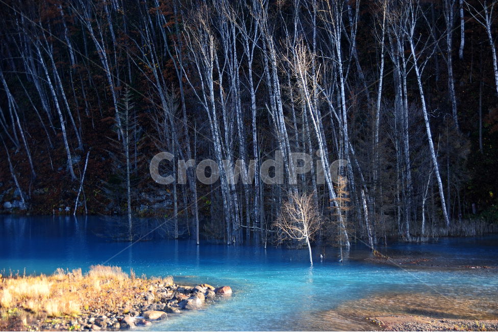 일본,홋카이도,비에이,청의호수,아오이케,호수,나무,자연,풍경,nature,landscape,해외,외국,세계,foreign,oversea,world,세계자연풍경,해외자연풍경,외국자연풍경,world nature landscape,식물,plants,나무,trees,wood,색깔,색상,색채,색감,color sense,color sensitivity,feeling of color,water,물,outdoors,옥외
