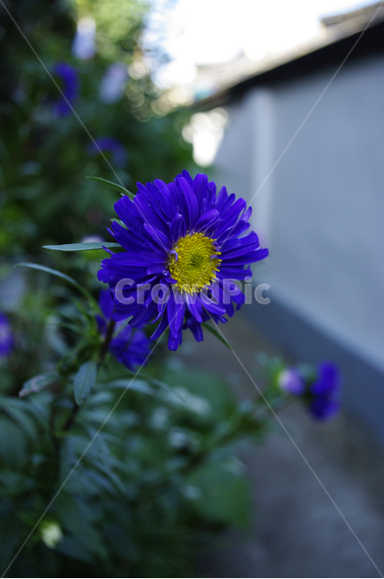 과꽃,꽃,식물,flower,plant
