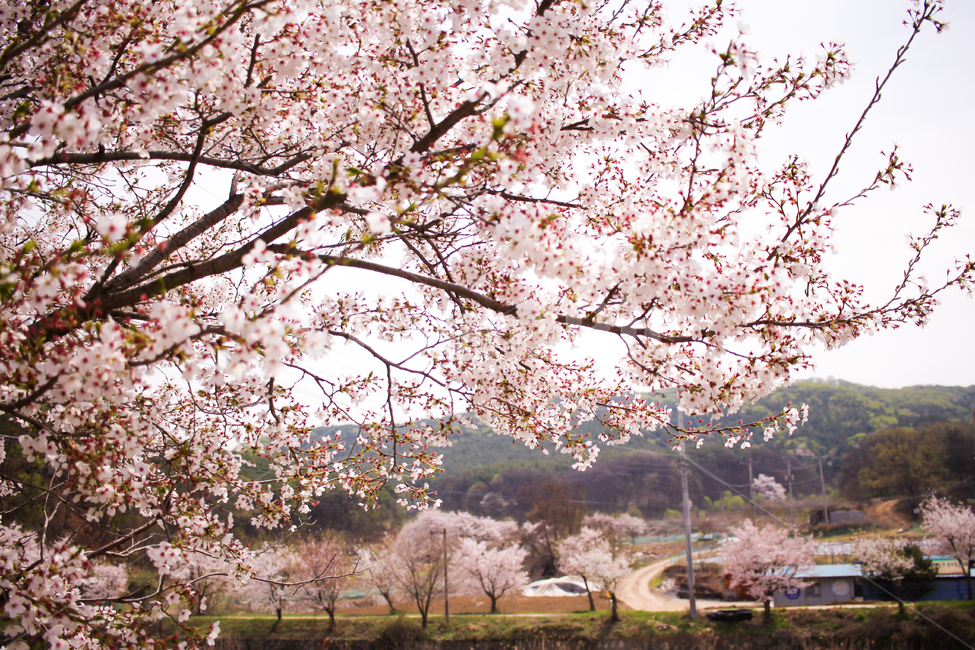 벚꽃,봄꽃,꽃,시골,핑크꽃,봄,계절,spring,season,식물,자연,plants,nature,꽃,flower,plant,blossom