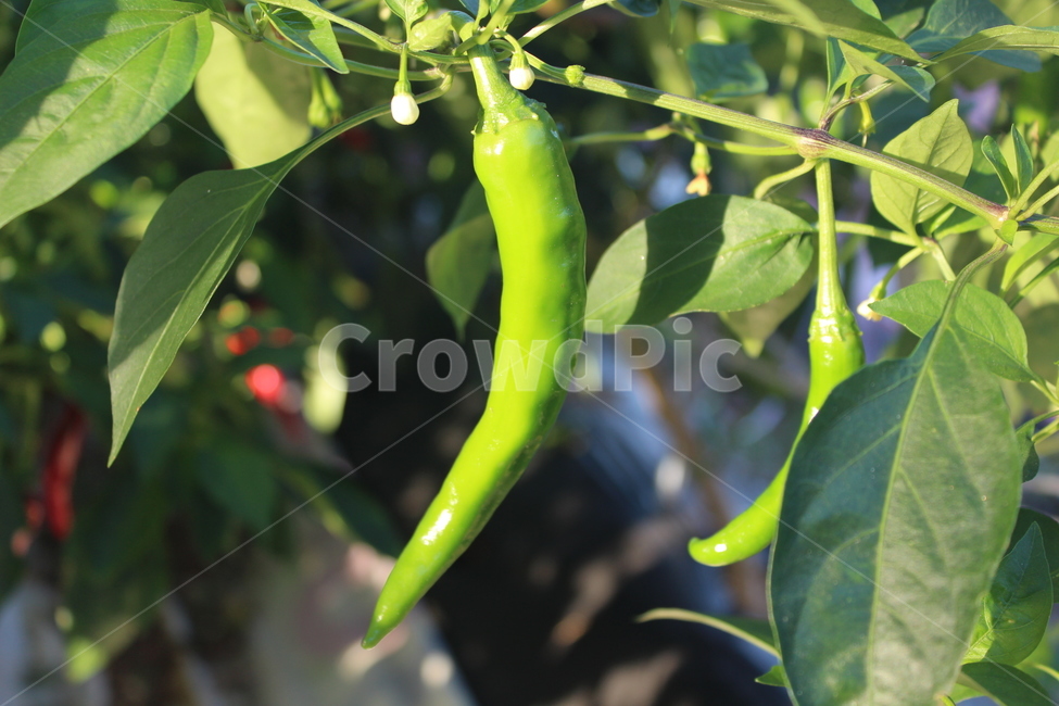 plant,식물,고추,풋고추,pepper,채소,야채,vegetables,농업,농사,agriculture,farming,farming industry